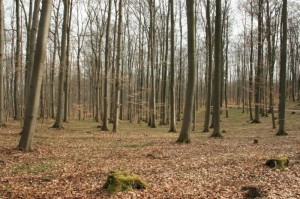 Img 5635-herleshausen1-300x199 in 